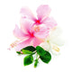 Pink and White Hibiscus Wall Decal