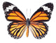Monarch Butterfly White Wall Decal
