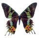 Butterfly White Madagascar Wall Decal