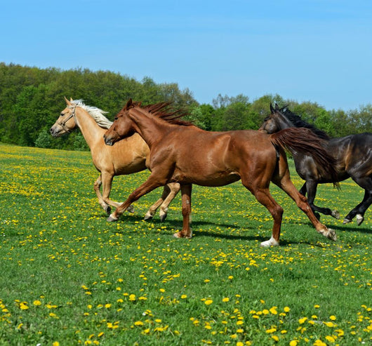 Horse Wall Decal Design 1