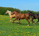Horse Wall Decal Design 1