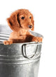 Wet Dachshund Puppy Tub Wall Decal