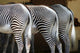 Zebra Wall Decal Design 2