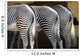 Zebra Wall Decal Design 2