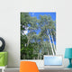 Aspen Trees Wall Decal