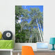Aspen Trees Wall Decal