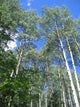 Aspen Trees Wall Decal