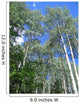 Aspen Trees Wall Decal
