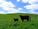 Cows Wall Decal