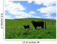 Cows Wall Decal