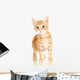 Cute Little Red Kitten Wall Decal Design 3