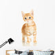 Cute Little Red Kitten Wall Decal Design 3