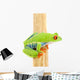 Frog Macro Red-eyed Tree Wall Decal Design 1