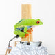 Frog Macro Red-eyed Tree Wall Decal Design 1
