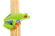 Frog Macro Red-eyed Tree Wall Decal Design 1