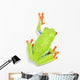 Red-eyed Tree Frog Wall Decal