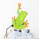 Red-eyed Tree Frog Wall Decal