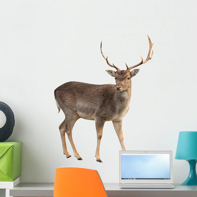 Buck Deer Wall Decal shown on a wall