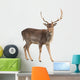 Buck Deer Wall Decal
