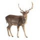 Buck Deer Wall Decal