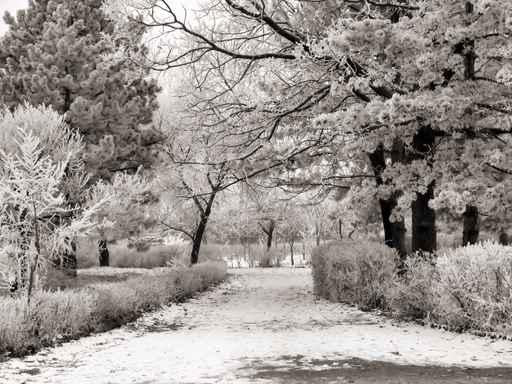 Winter Park Wall Decal
