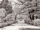 Winter Park Wall Decal