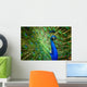 Faszinierender Pfau Wall Decal