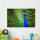 Faszinierender Pfau Wall Decal