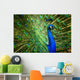 Faszinierender Pfau Wall Decal
