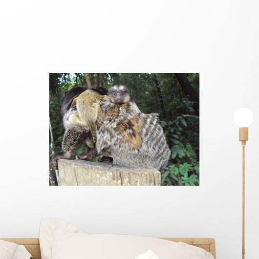 Sagui E Sua Prole Wall Decal