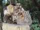 Sagui E Sua Prole Wall Decal