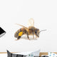 Honeybee Wall Decal
