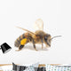 Honeybee Wall Decal