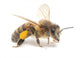 Honeybee Wall Decal