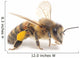 Honeybee Wall Decal