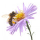 Honeybee and Blue Flower Wall Decal
