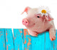 Piglet Leaning Fence Bright Wall Decal