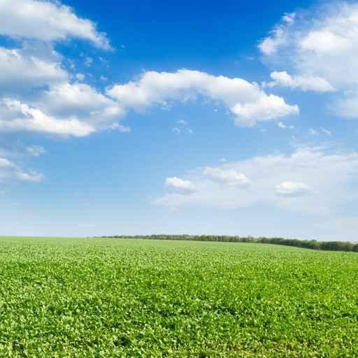 Green Field Wall Decal Design 4