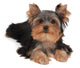 Adorable and Cute Puppy Wall Decal