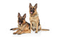 German Shepherd Dogs White Wall Decal