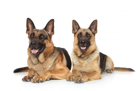 Two German Shepherd Dogs Wall Decal