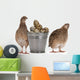 Quail Eggs Wall Decal