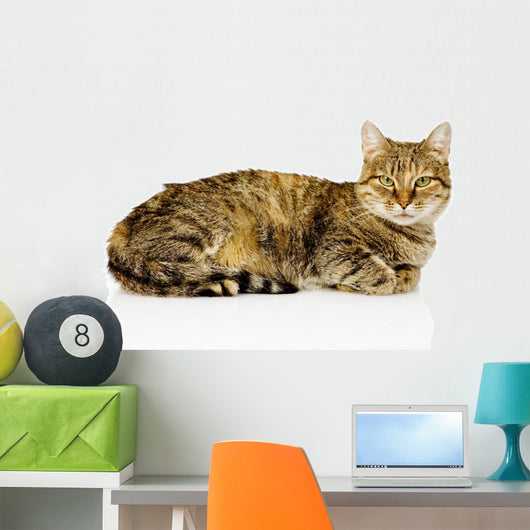 Big Cat Lying Profile Wall Decal