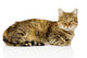 Big Cat Lying Profile Wall Decal