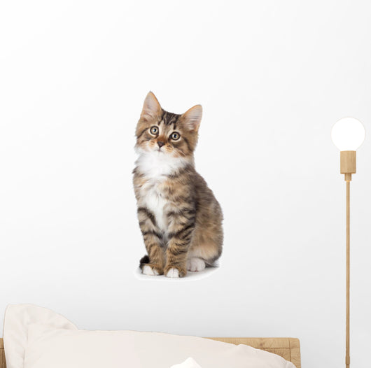 Cute Tabby Kitten Wall Decal