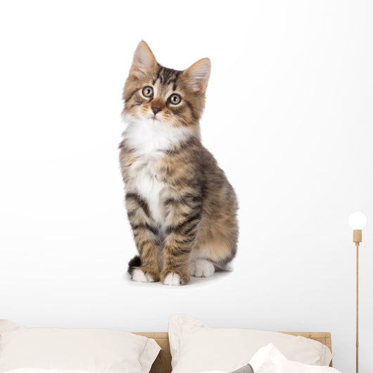 Cute Tabby Kitten Wall Decal