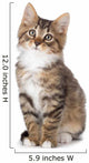 Cute Tabby Kitten Wall Decal