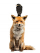Jackdaw Perching Red Fox Wall Decal