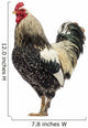 Brahma Rooster Wall Decal