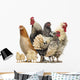 Group Hens Roosters and Wall Decal